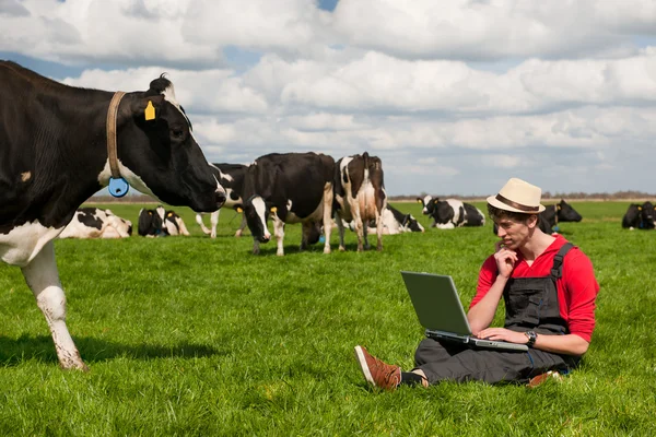 Jonge boer met laptop in het veld met koeien — Stockfoto
