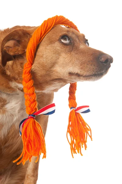 Funny Dutch dog looking op — Stock Photo, Image