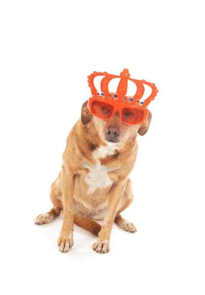Nederlandse bruin Kruis ras hond — Stockfoto