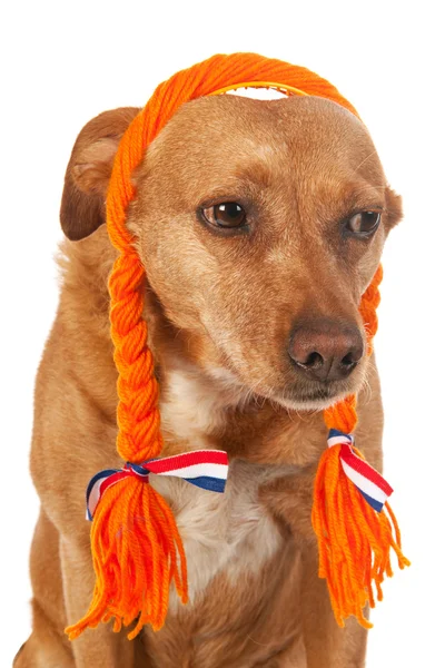 Perro de raza marrón holandesa — Foto de Stock