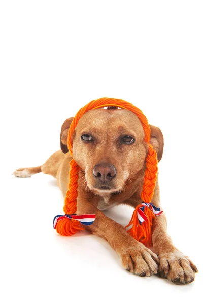 Olandese marrone incrocio razza cane — Foto Stock