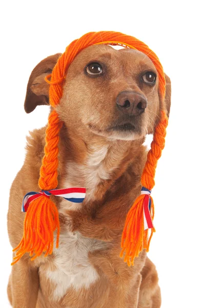 stock image Dutch brown cross breed dog