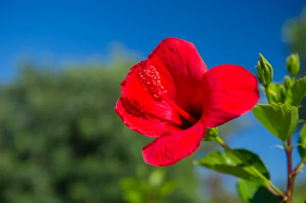 Czerwony kwiat hibiskusa — Zdjęcie stockowe