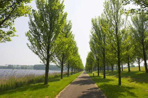 Row trees and bike path — Stock Photo, Image