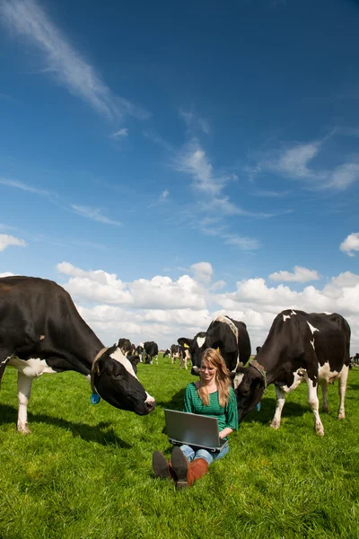 Menina holandesa no campo com vacas — Fotografia de Stock