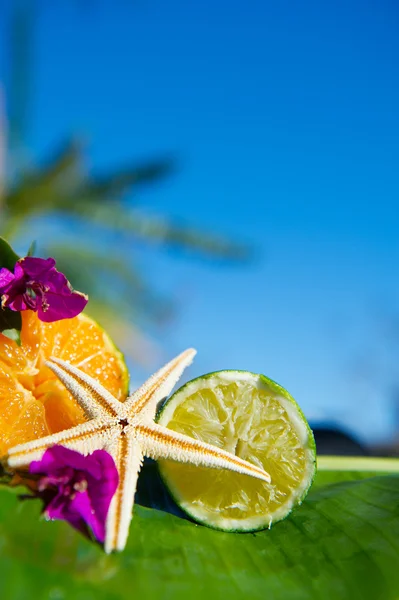 Tropické citrusové plody — Stock fotografie