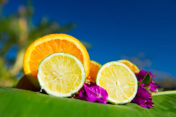 Тропічні фрукти цитрусові — стокове фото