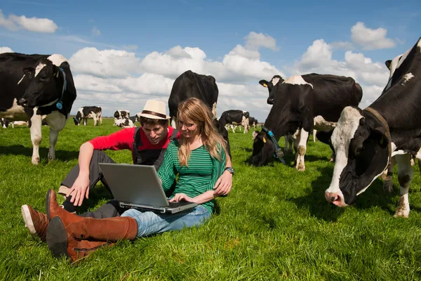 Jovens agricultores casal no campo com vacas — Fotografia de Stock