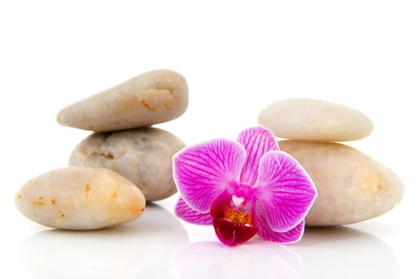 Pink orchid och vita stenar — Stockfoto