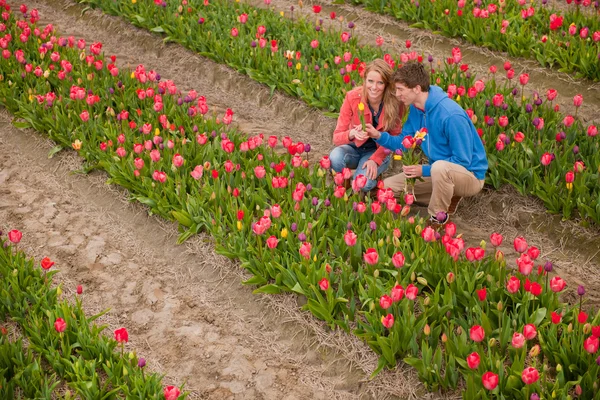 Holandský turistů se škubání tulipány — Stock fotografie