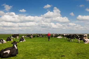 Farmer walking in meadows with livestock clipart