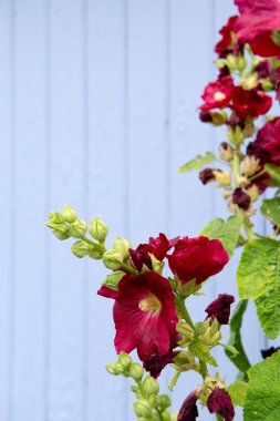 Red hollyhocks clipart