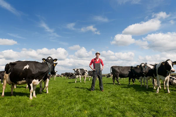 Mezőgazdasági termelő tehénnel a mezőn — Stock Fotó