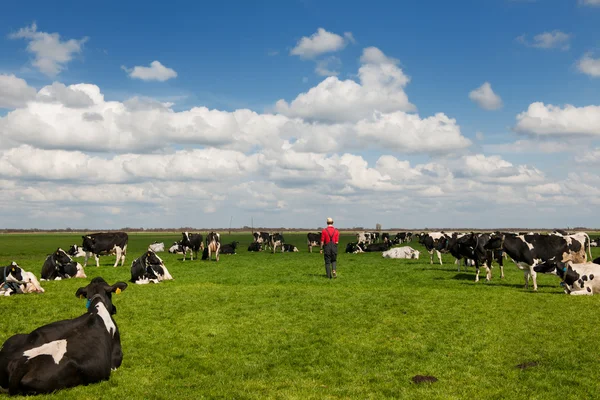 Agricultor caminhando em prados com gado — Fotografia de Stock
