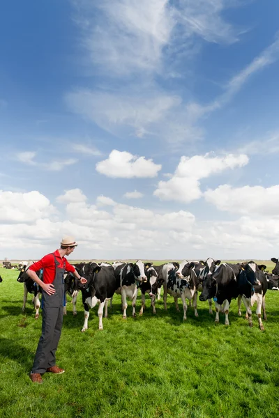 Фермер в поле с коровами — стоковое фото