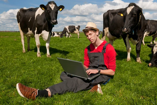 Młody rolnik z laptopem na polu z krowami — Zdjęcie stockowe