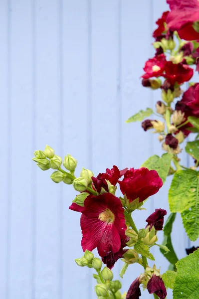 빨간 hollyhocks — 스톡 사진