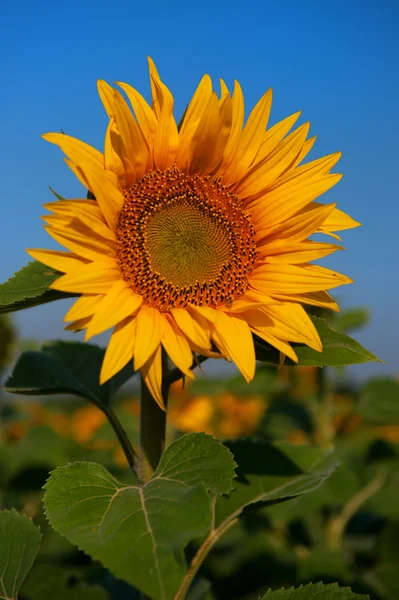 Sunflower in field — Stock Photo, Image
