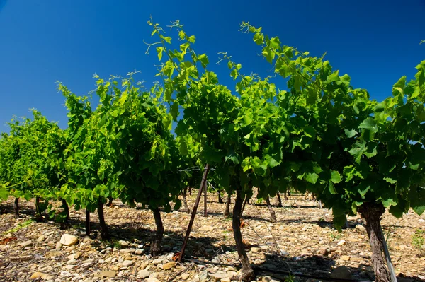 Kebun anggur — Stok Foto