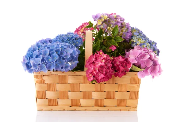 Bukiet hortensji różowy i niebieski — Zdjęcie stockowe