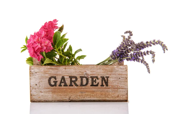 Garden flowers — Stock Photo, Image