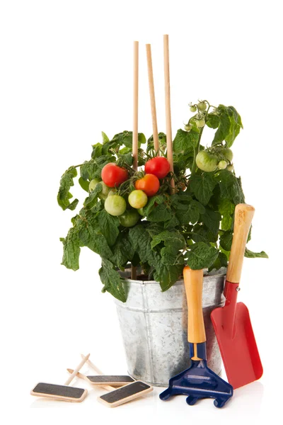 Rostlina rajčete pro zeleninové zahradě — Stock fotografie