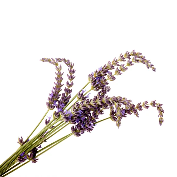 Lavendelzweige — Stockfoto