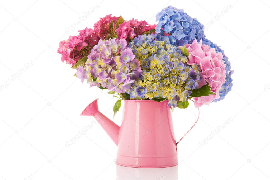 Bukiet hortensji różowy i niebieski — Zdjęcie stockowe