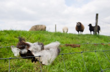 Sheep wool in fence clipart