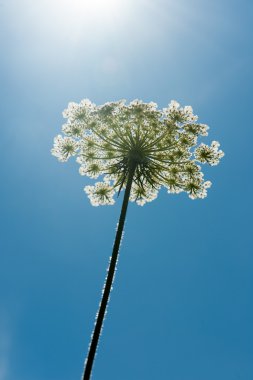 doğada yabani çiçekler