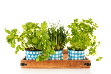 Kitchen herbs clipart