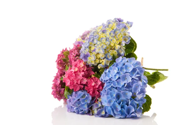Bouquet rosa og blå Hydrangea – stockfoto