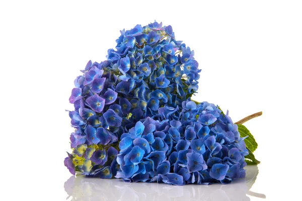 Blue Hydrangea — Stock Photo, Image