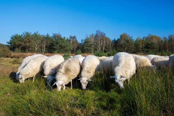 Sheep cattle in Holland — Stock Photo, Image