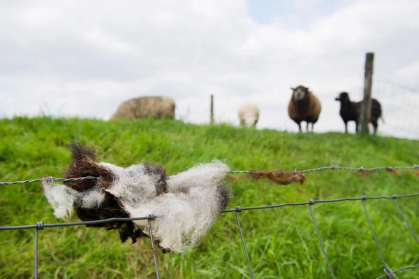 Stock image Sheep wool in fence