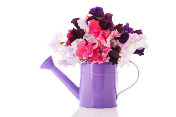 Watering can with Lathyrus — Stock Photo, Image