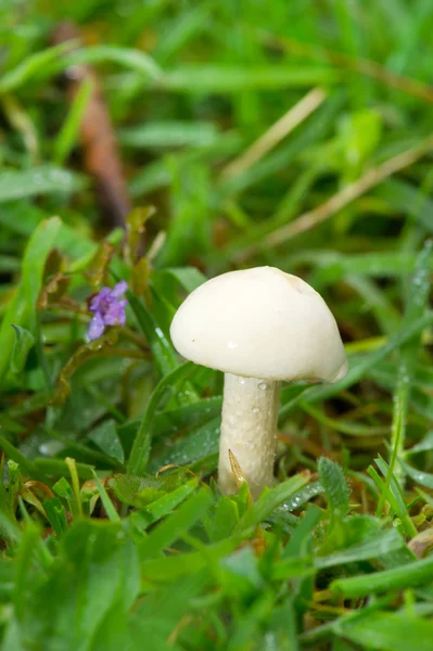 Белый гриб — стоковое фото