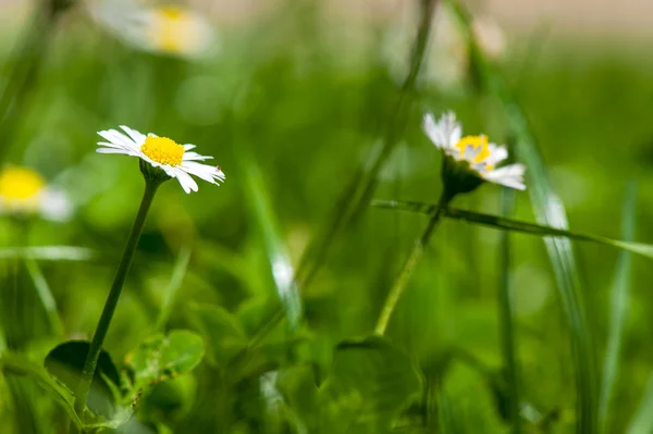Nature daisies — Stock Photo, Image