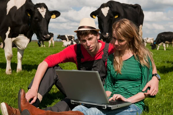 Jovens agricultores casal no campo com vacas — Fotografia de Stock