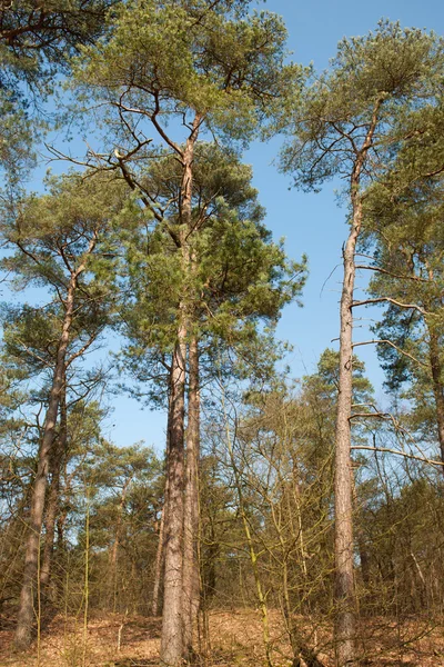 Bosque en Holanda — Foto de Stock
