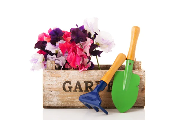 Bouquet mixed Lathyrus in garden crate — Stock Photo, Image