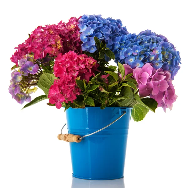 Hortensia colorida —  Fotos de Stock