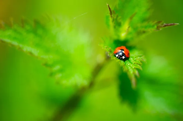 Ladybug on nature leaves — Stock Photo, Image