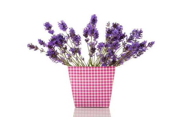 Boeket lavendel — Stockfoto