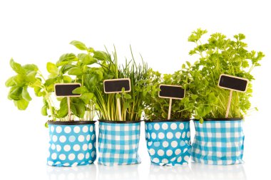 Kitchen herbs in row clipart