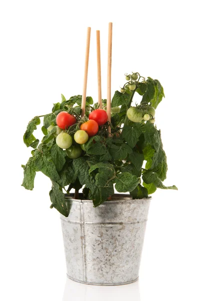 Planta com tomate cereja — Fotografia de Stock