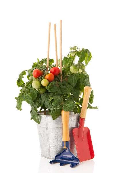Plant with cherry tomatoes — Stock Photo, Image