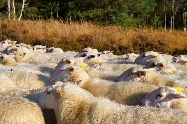 हॉलैंड में भेड़- बकरियां — स्टॉक फ़ोटो, इमेज