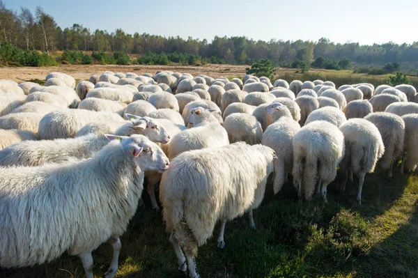 Sheep cattle in Holland — Stock Photo, Image