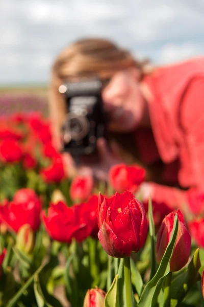 Holandská blondýnka s starý fotoaparát v poli s tulipány — Stock fotografie